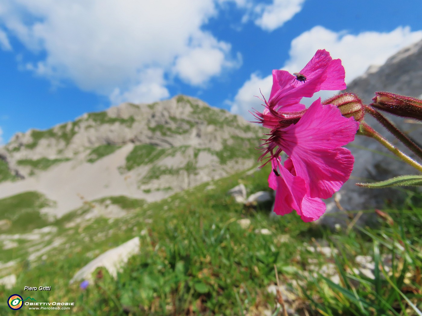 43 Silene elisabethae (Silene di Elisabetta) con vista in Corna Piana.JPG